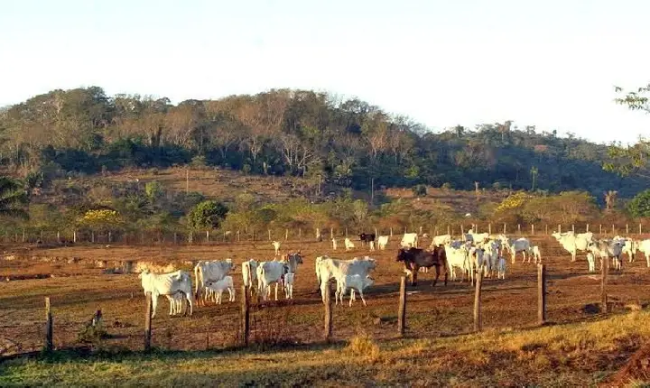 STF mantém lei que limita compra de terras por empresas estrangeiras