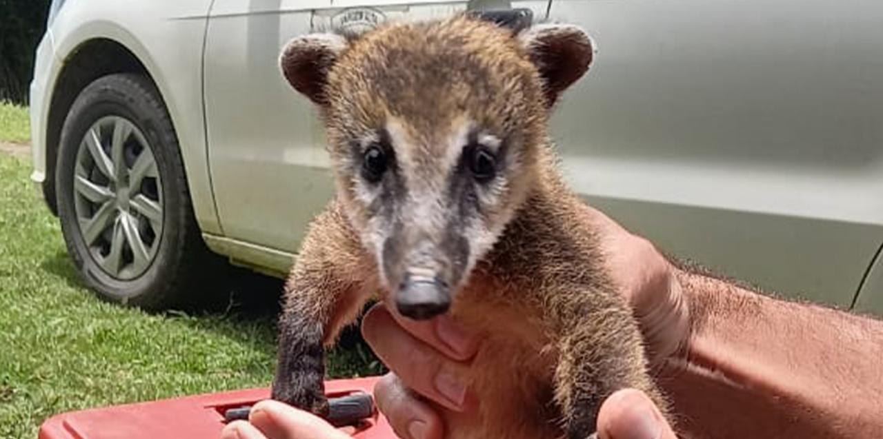 Secretaria de Meio Ambiente encaminha animais silvestres resgatados para a reabilitação