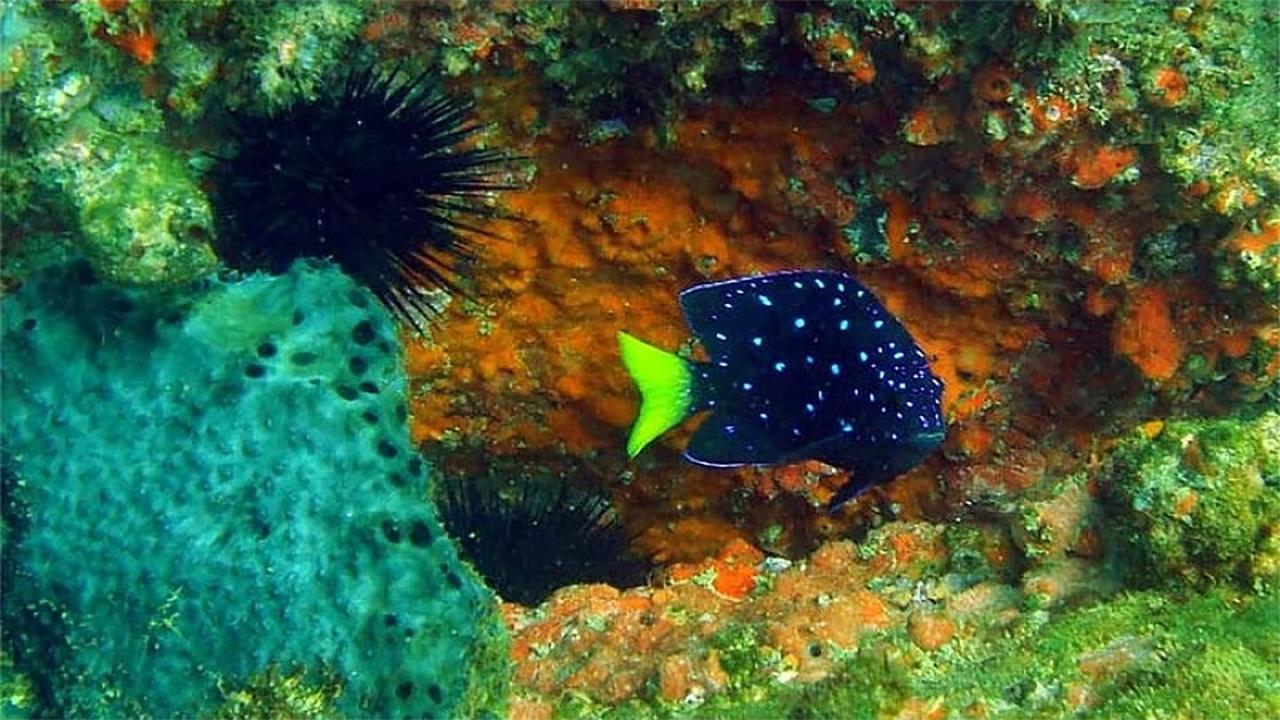 Guia sobre peixes recifais da Área de Proteção Ambiental de Setiba será lançado na próxima quinta-feira (25)