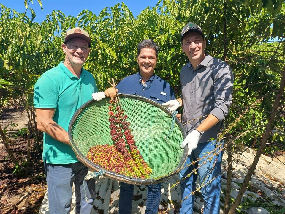 Colheita do café conilon começa em 2024 em todo o Estado capixaba