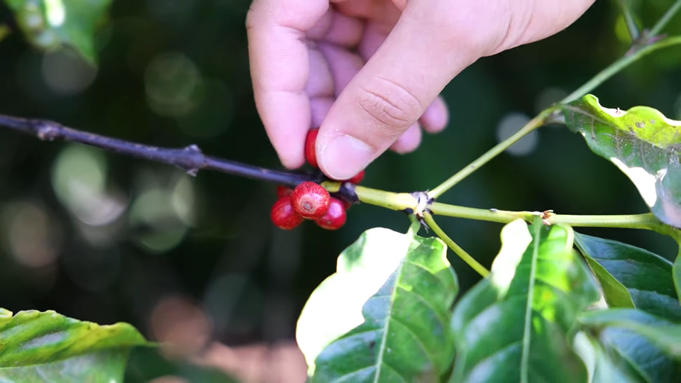 'Influência do Glifosato na Expressão de Genes do Cafeeiro' é tema de novo vídeo disponível no canal do Incaper no YouTube