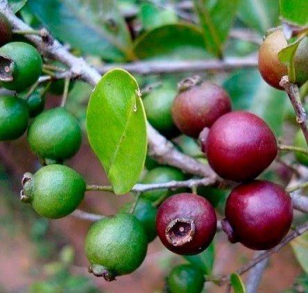 Pesquisa capixaba identifica novas espécies de árvores frutíferas com potencial para extração de óleos essenciais