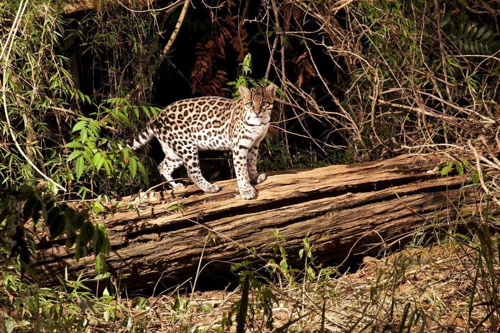 Retorno da fauna! Fotos mostram a jaguatirica do Instituto Terra