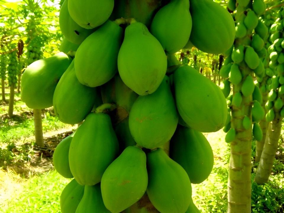 Papaya Brasil 2024 divulga programação e abre inscrições