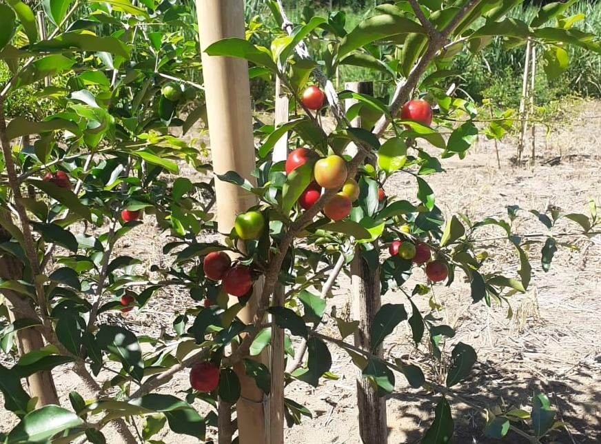 Pesquisa avalia novas variedades de acerola com potencial para plantio no Espírito Santo