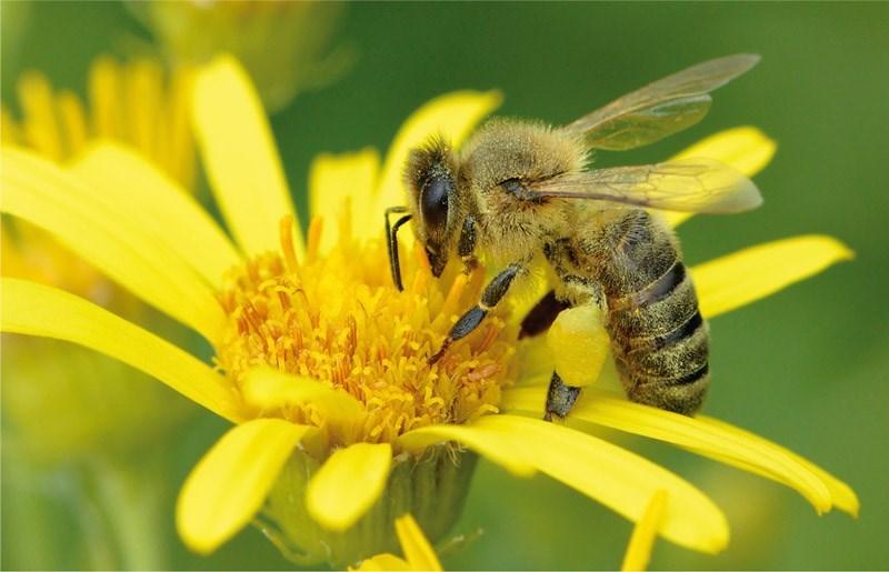 Mortalidade de abelhas deve ser notificada ao Idaf
