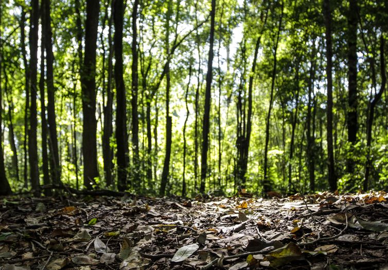 Produção florestal do país cresce 16,7% e chega a R$ 44,3 bi em 2024